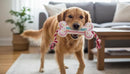 Birthday Bone Dog Toy – Pink Plush Squeaky Tug Rope Toy for Small & Medium Dogs